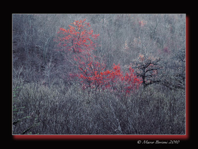 Autunno-marchigiano-038.jpg