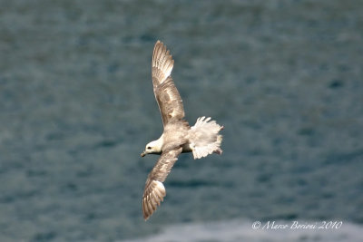 gabbiani_laridae