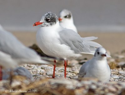 Gabbiano corallino (Larus melanocephalus)-2755.jpg
