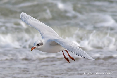 Gabbiano corallino (Larus melanocephalus)-2884.jpg