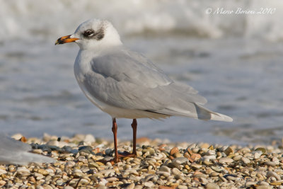 Gabbiano corallino (Larus melanocephalus) 2inv-2548.jpg