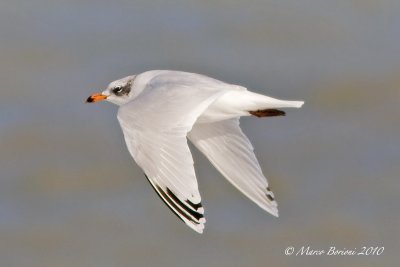 Gabbiano corallino (Larus melanocephalus) 2inv-2656.jpg