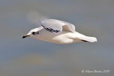 Gabbiano corallino (Larus melanocephalus) 2inv-2658.jpg