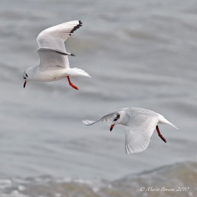 Gabbiano corallino e comune (L.melanocephalus-L.ridibundus)-2039.jpg