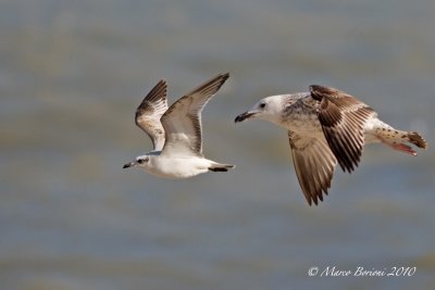 Gabbiano corallino e reale (L.melanocephalus-L.michahellis) 1inv-2628.jpg