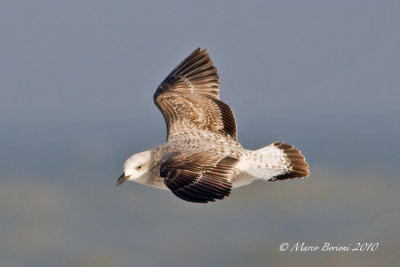 Gabbiano reale (Larus michahellis) 1inv-2593.jpg