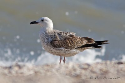Gabbiano reale (Larus michahellis) 1inv-2685.jpg