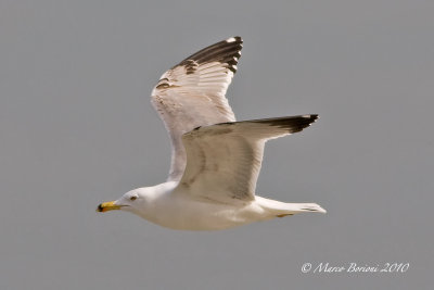 Gabbiano reale (Larus michahellis) 2811.jpg