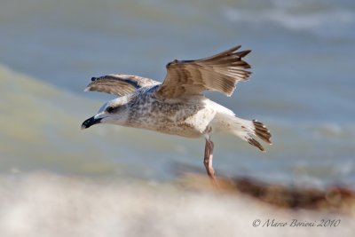Gabbiano reale (Larus michahellis) 2inv-2691.jpg