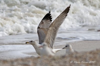 Gabbiano reale (Larus michahellis) 3inv-2237.jpg