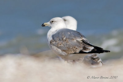 Gabbiano-reale-(Larus-michahellis)-3inv-2637.jpg