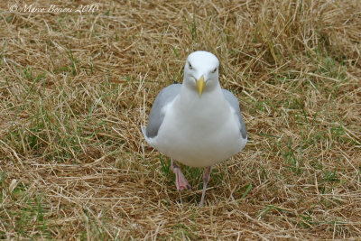 Gabbiano reale nordico (Larus argentatus)-0996.jpg