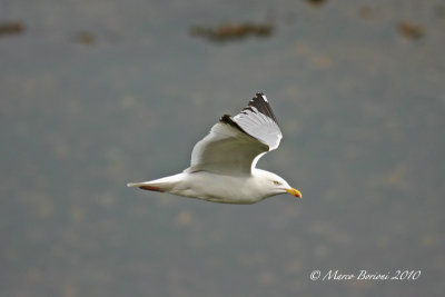Gabbiano reale nordico (Larus argentatus)-1015.jpg