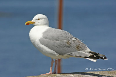 Gabbiano reale nordico (Larus argentatus)-1291.jpg