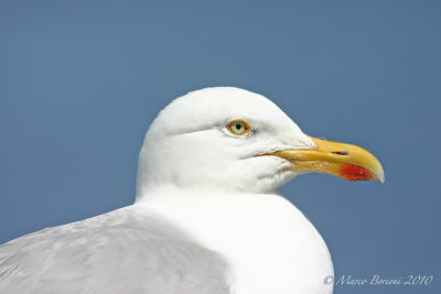 Gabbiano reale nordico (Larus argentatus)-1299.jpg