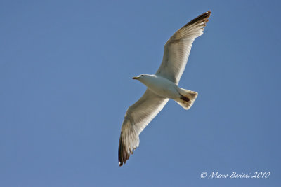 Gabbiano reale nordico (Larus argentatus)-1327.jpg