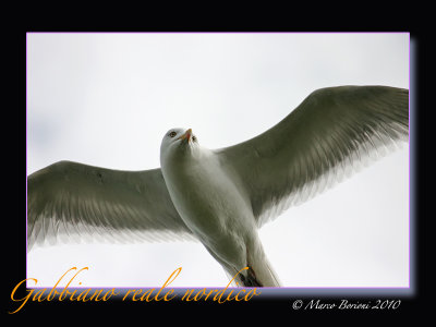 Gabbiano reale nordico (Larus argentatus)-1442.jpg