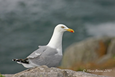 Gabbiano reale nordico (Larus argentatus)-1457.jpg