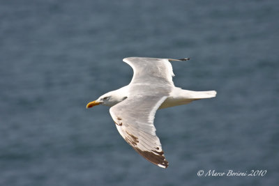 Gabbiano reale nordico (Larus argentatus)-1689.jpg
