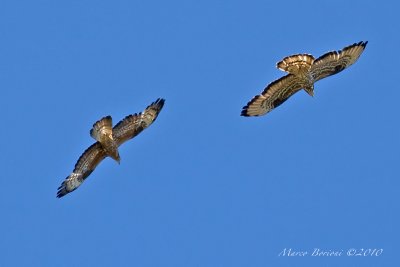 Falco pecchiaiolo Pernis apivorus (coppia nidificante)-8263.jpg