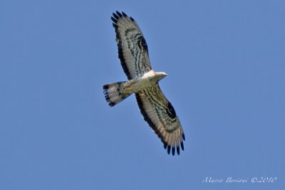 Falco pecchiaiolo Pernis apivorus-0238.jpg