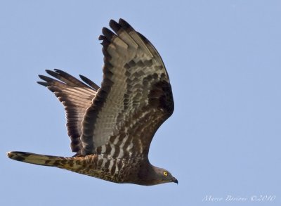 Falco pecchiaiolo Pernis apivorus-1174.jpg