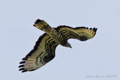 Falco pecchiaiolo Pernis apivorus-1777.jpg