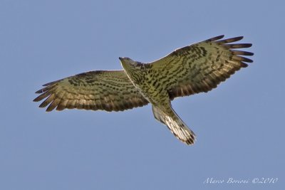 Falco pecchiaiolo Pernis apivorus-2077.jpg