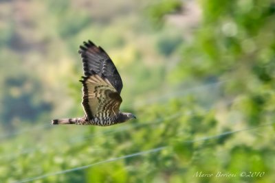 Falco pecchiaiolo Pernis apivorus-2277.jpg