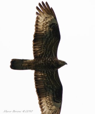 Falco pecchiaiolo Pernis apivorus-3066.jpg