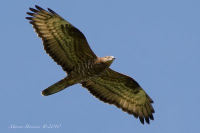 Falco pecchiaiolo Pernis apivorus-5662.jpg