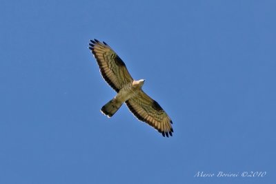 Falco pecchiaiolo Pernis apivorus-5790.jpg