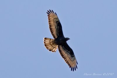 Falco pecchiaiolo Pernis apivorus-5806.jpg