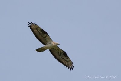 Falco pecchiaiolo Pernis apivorus-5935.jpg