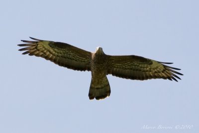 Falco pecchiaiolo Pernis apivorus-5959.jpg