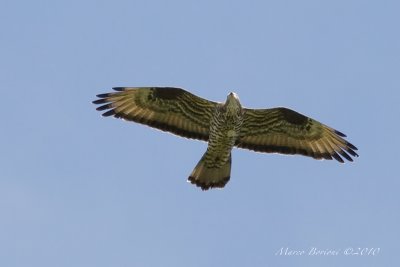 Falco pecchiaiolo Pernis apivorus-6202.jpg