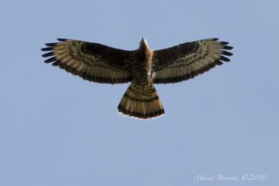 Falco pecchiaiolo Pernis apivorus-6342.jpg
