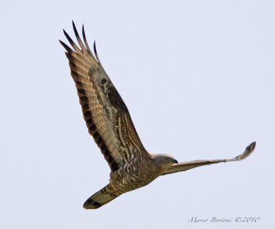 Falco pecchiaiolo Pernis apivorus-6460.jpg