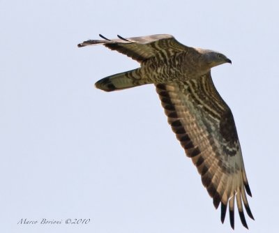 Falco pecchiaiolo Pernis apivorus-6462.jpg