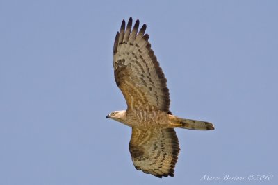 Falco pecchiaiolo Pernis apivorus-6540.jpg