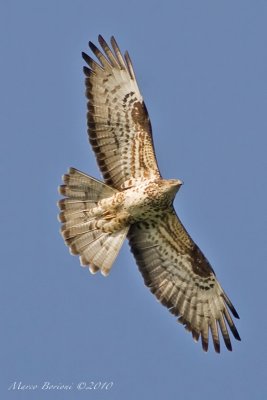 Falco pecchiaiolo Pernis apivorus-6574.jpg
