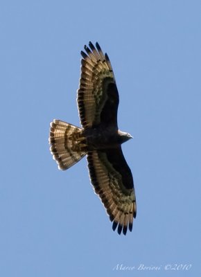 Falco pecchiaiolo Pernis apivorus-6857.jpg