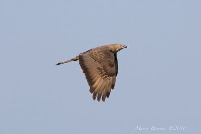 Falco pecchiaiolo Pernis apivorus-7168.jpg