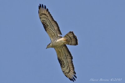 Falco pecchiaiolo Pernis apivorus-7348.jpg