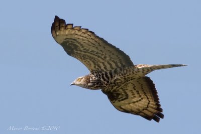 Falco pecchiaiolo Pernis apivorus-7548.jpg