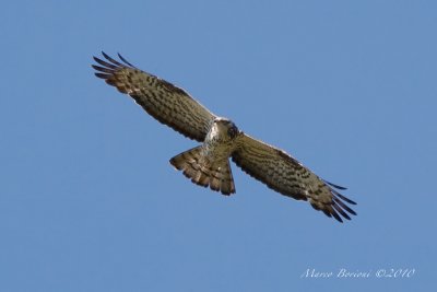 Falco pecchiaiolo Pernis apivorus-8225.jpg