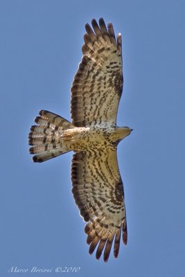 Falco pecchiaiolo Pernis apivorus-8240.jpg