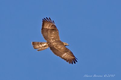 Falco pecchiaiolo Pernis apivorus-9322.jpg