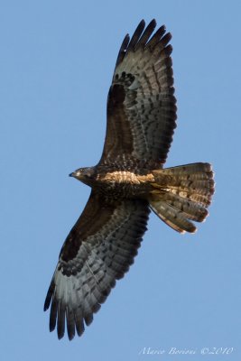 Falco pecchiaiolo Pernis apivorus-9330.jpg