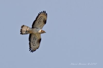 Falco pecchiaiolo Pernis apivorus-9599.jpg
